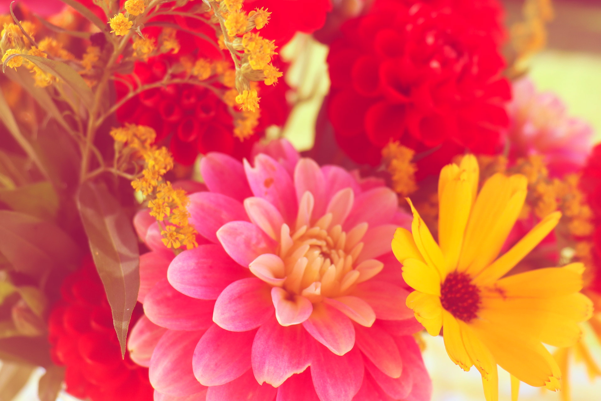 Bunte Blumen in roten, rosa und gelben Tönen